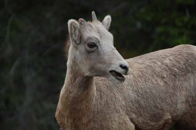 big horn sheep